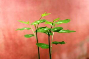 婚活イベントで初心者が参加しやすい春婚活の魅力は？