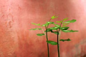 婚活イベントで初心者が楽しむハロウィン婚活のポイントは？